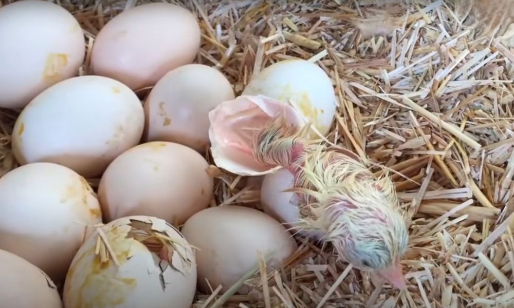 chicken egg hatching