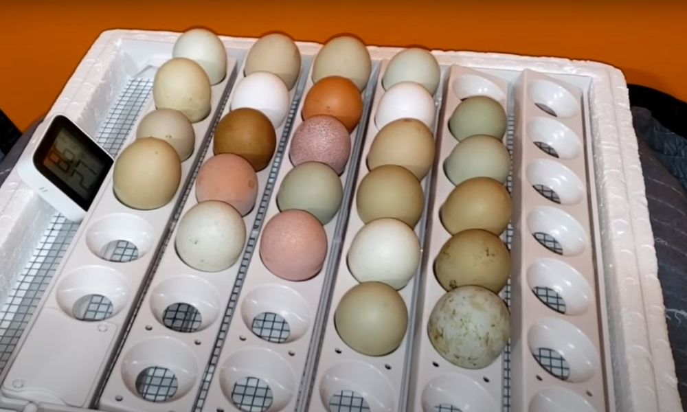 chicken eggs in an incubator