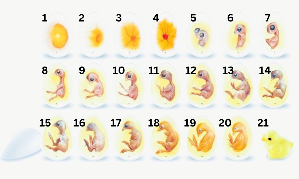 development process of a chicken embryo in an egg