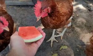 Can Chickens Eat Watermelon? Benefits and Risks For Chickens - Poultry