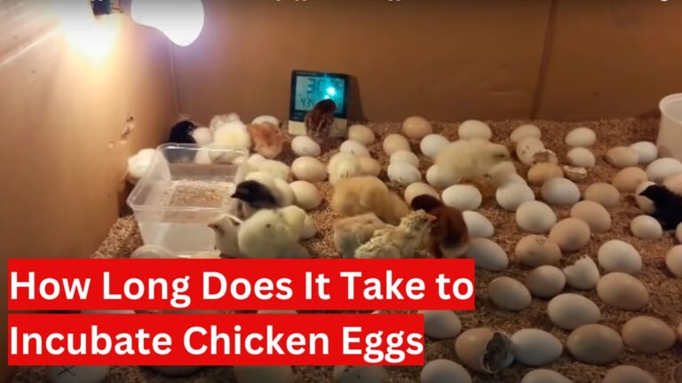 how long does it take to incubate chicken eggs