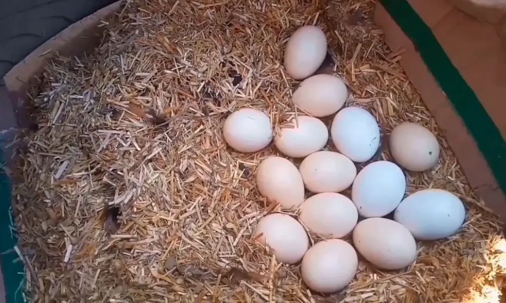 bedding for egg laying