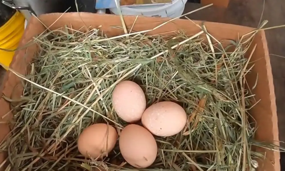 blue laced red wyandotte hen eggs