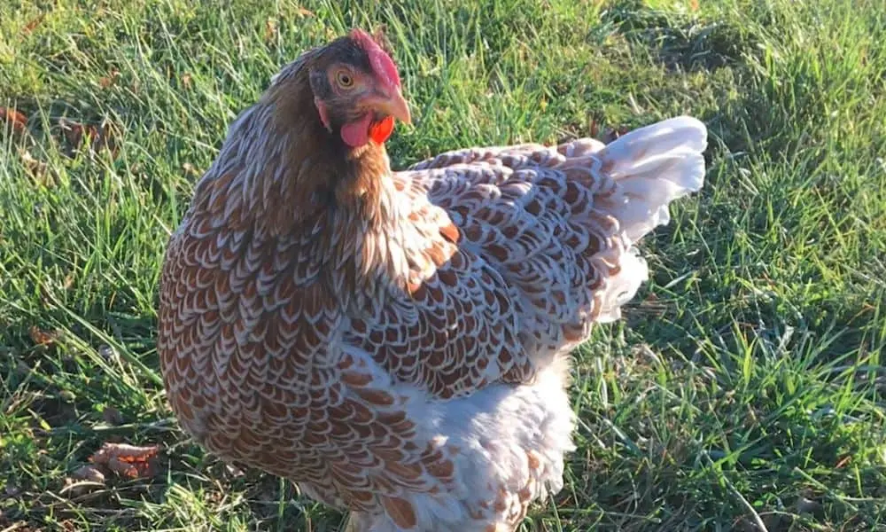 blue laced red wyandotte hen