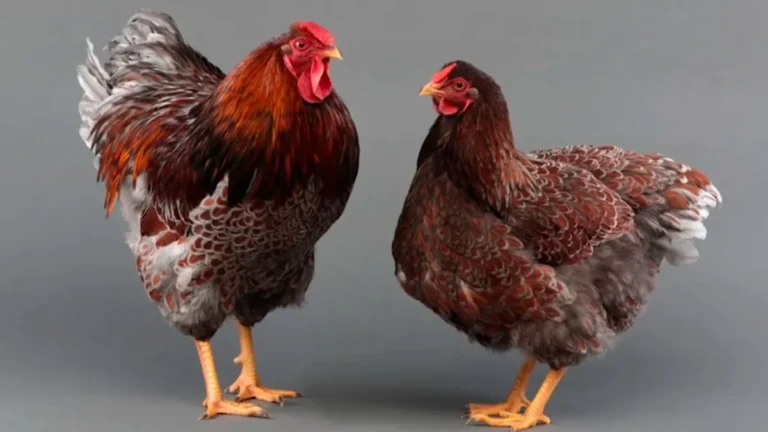 blue laced red wyandotte rooster hen