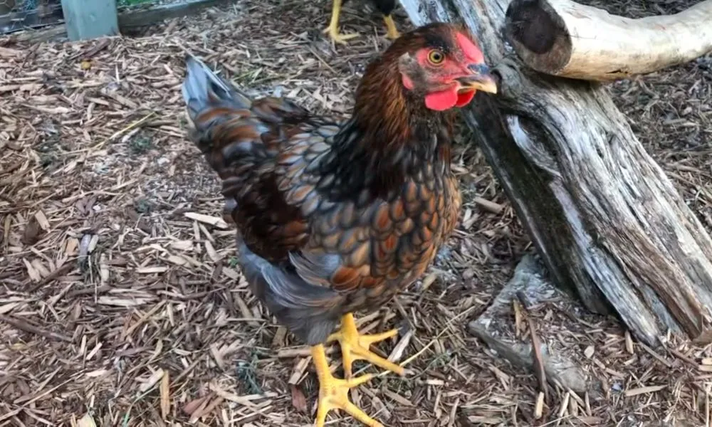 blue laced red wyandottes chicken