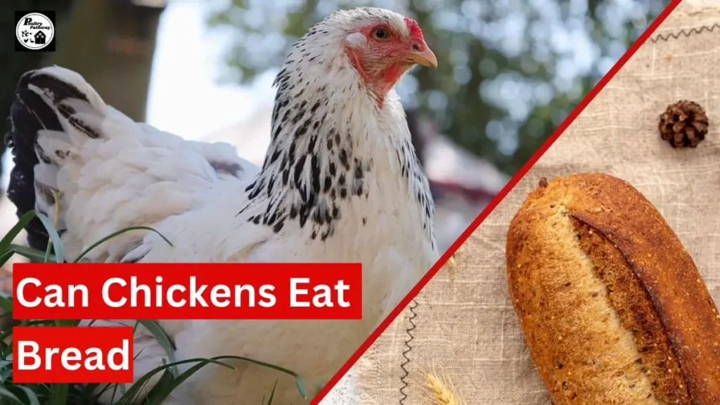 can chickens eat bread