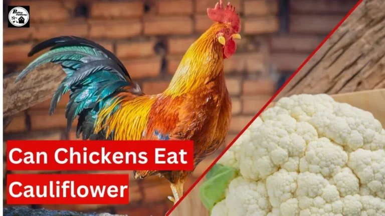 can chickens eat cauliflower