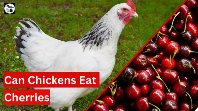 can chickens eat cherries