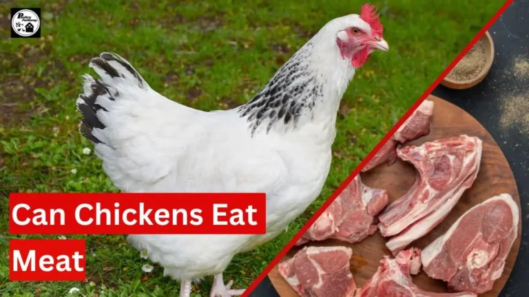 can chickens eat meat