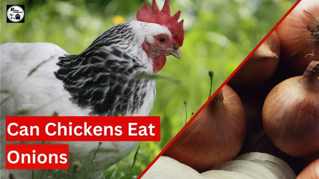 Can Chickens Eat Onions? What You Need to Know Poultry Pathway