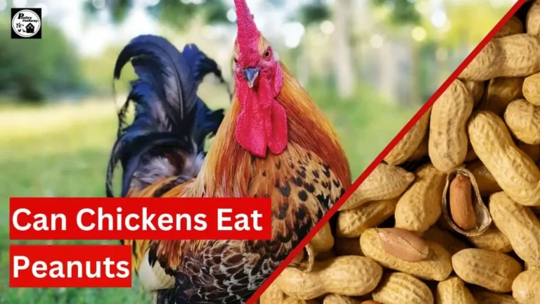 can chickens eat peanuts