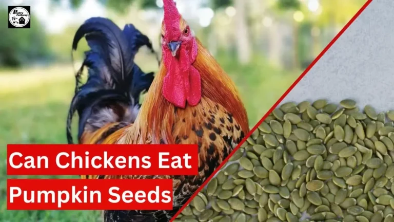 can chickens eat pumpkin seeds