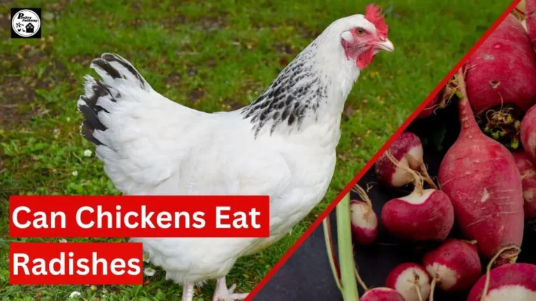 can chickens eat radishes