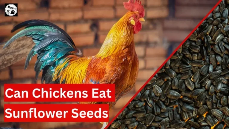 can chickens eat sunflower seeds