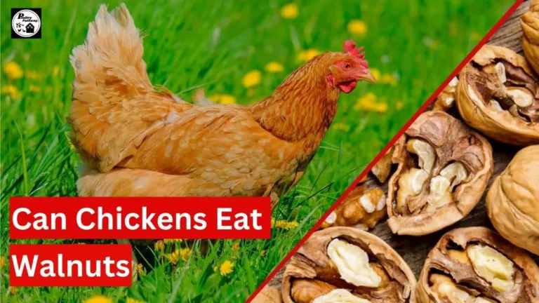 can chickens eat walnuts