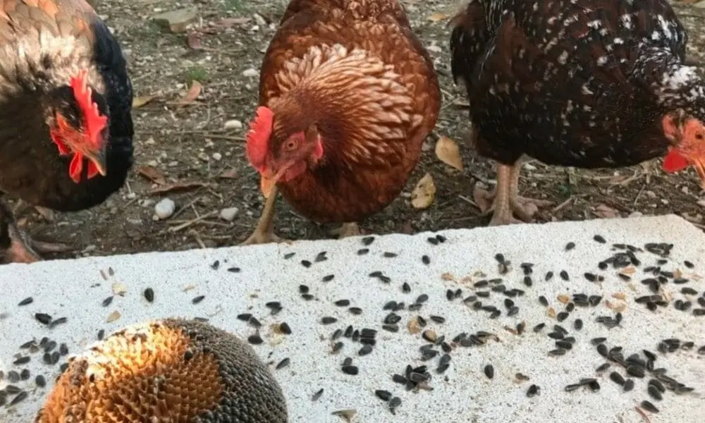 feeding sunflower seeds to chickens