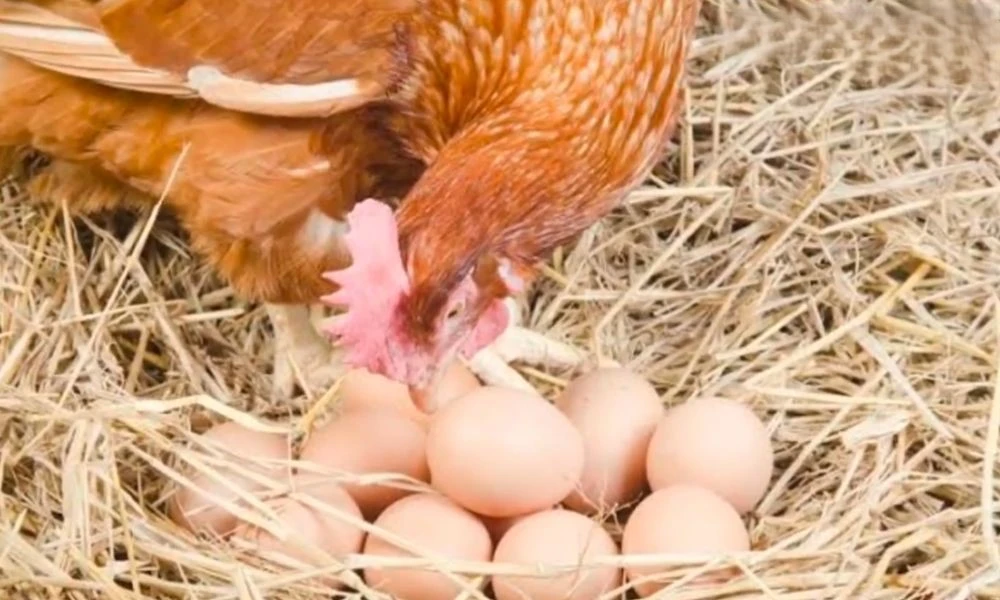 hen and eggs