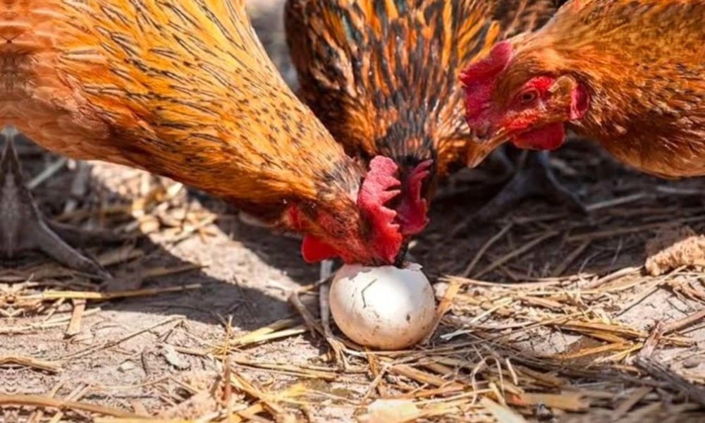 hens eating egg