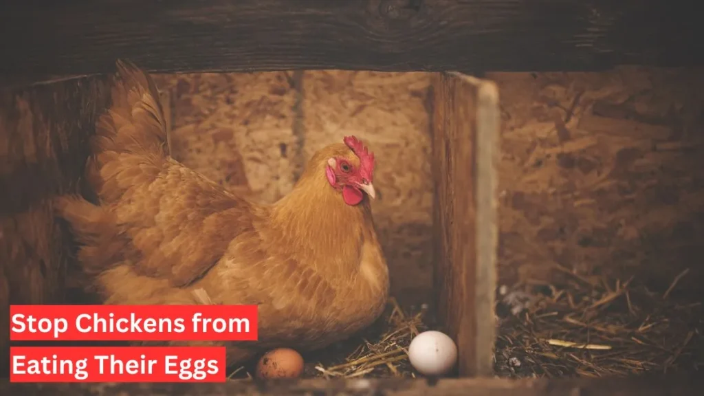 stop chickens from eating their eggs