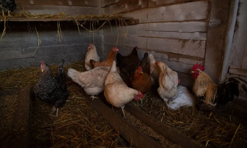 chickens