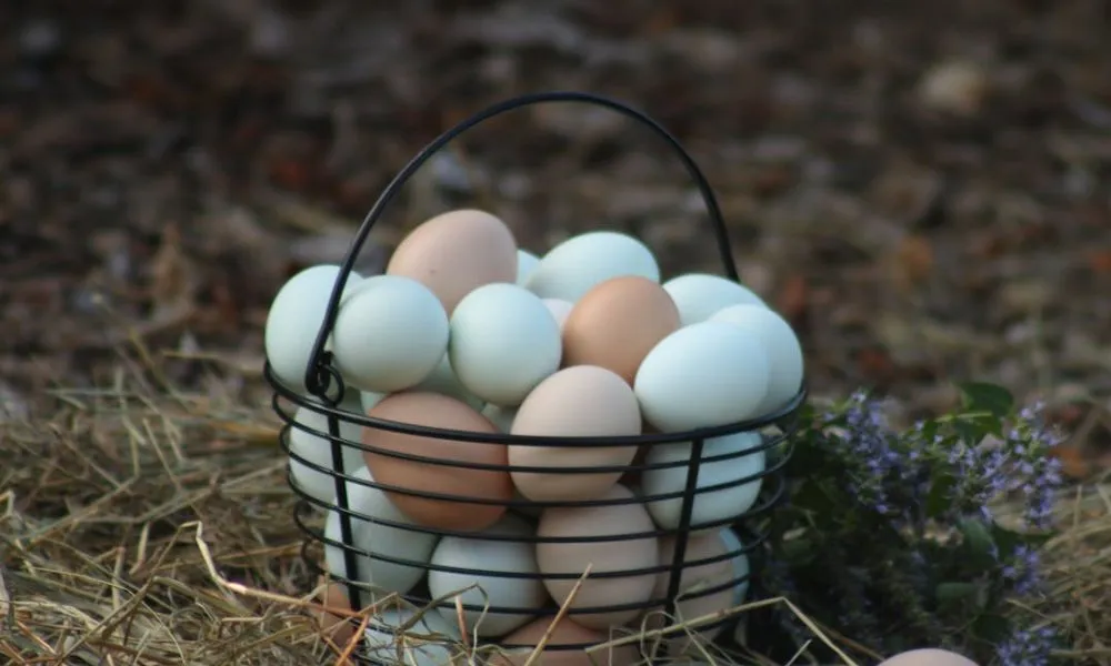 eggs