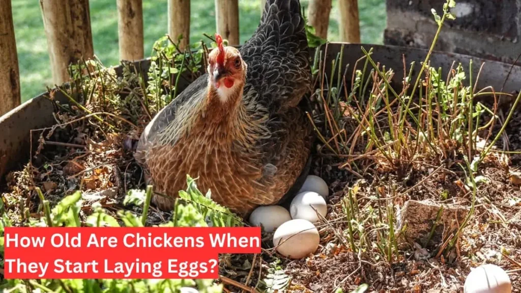 when do chickens start laying eggs